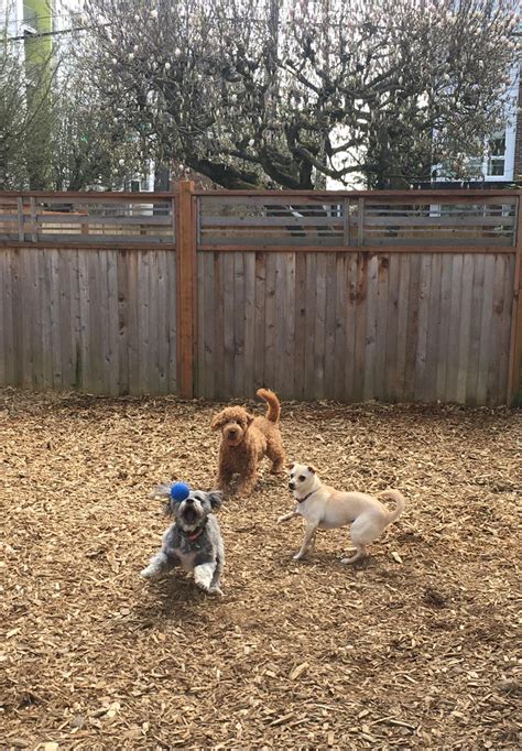 doggy daycare seattle